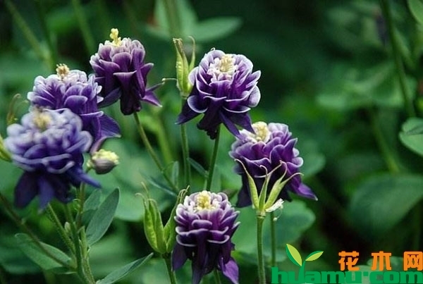 重瓣耧斗菜