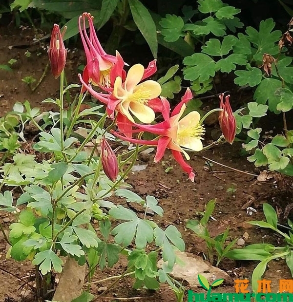 地栽耧斗菜