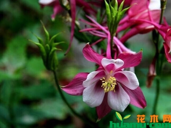 耧斗菜开花