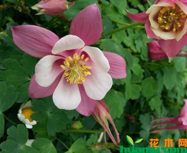 耧斗菜的花朵