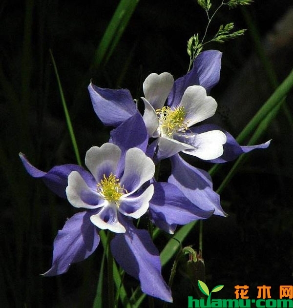 蓝鸟耧斗菜