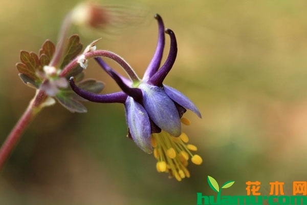 紫花耧斗菜可以吃吗？