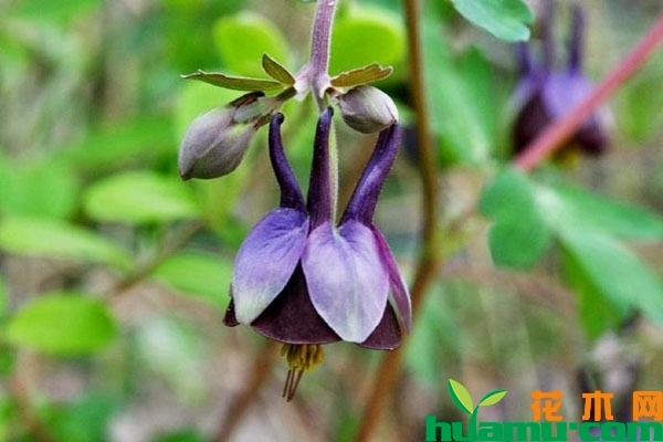 紫花耧斗菜开花