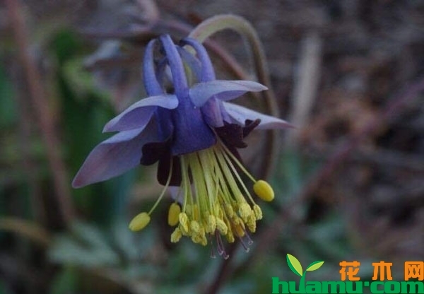 紫花耧斗菜开花