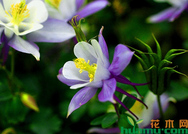 蓝鸟耧斗菜