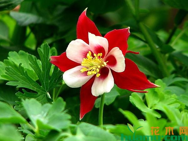 耧斗菜什么时候播种？