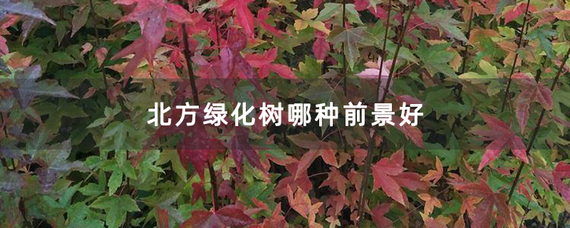 北方绿化树哪种前景好