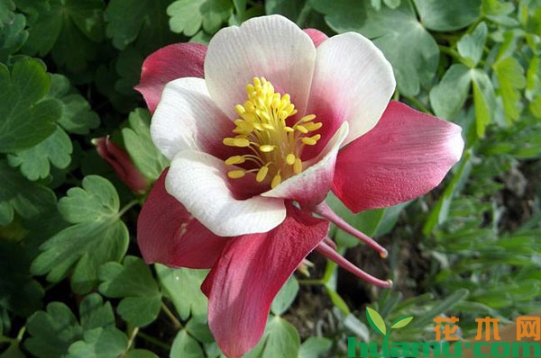 耧斗菜