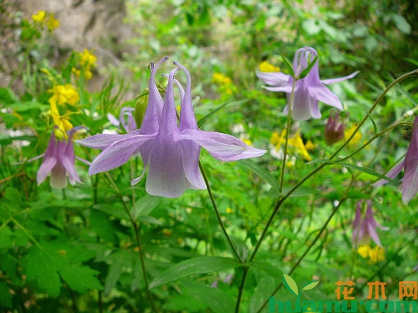 耧斗菜