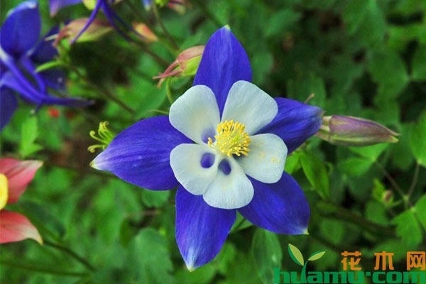 耧斗菜