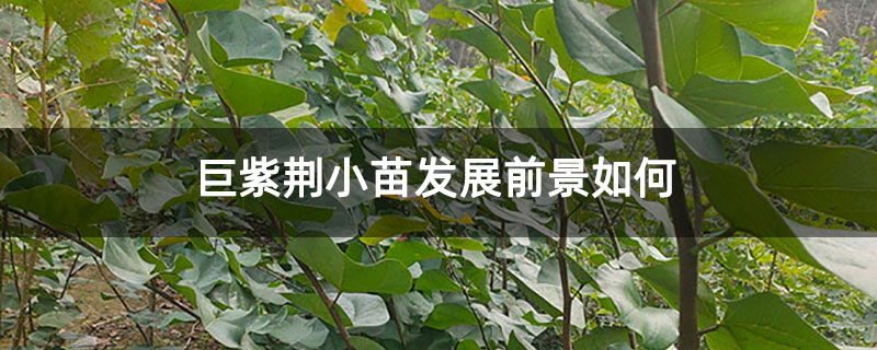 巨紫荆小苗发展前景如何