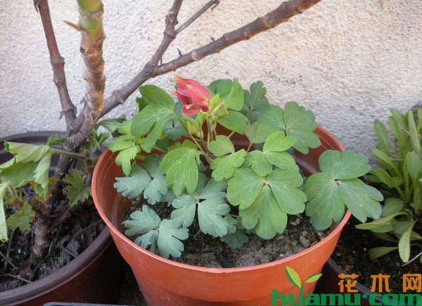 盆栽耧斗菜的种植方法