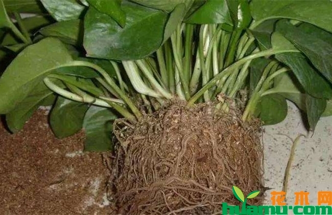 花卉换盆需要注意什么? 花卉换盆需要注意什么?