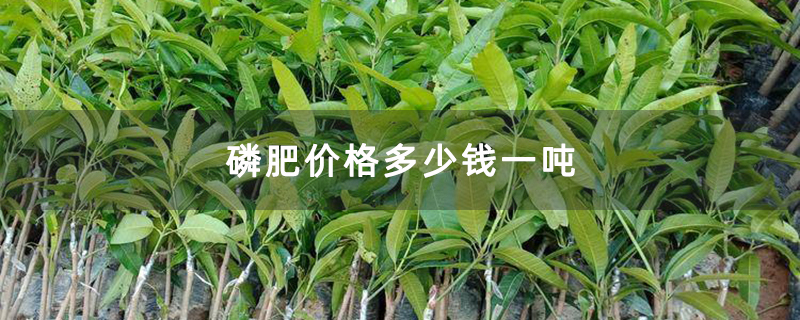 磷肥价格多少钱一吨
