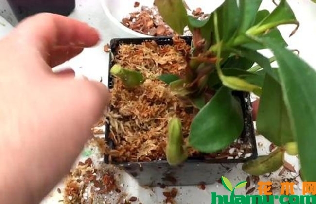 花卉换盆需要注意什么? 花卉换盆需要注意什么?