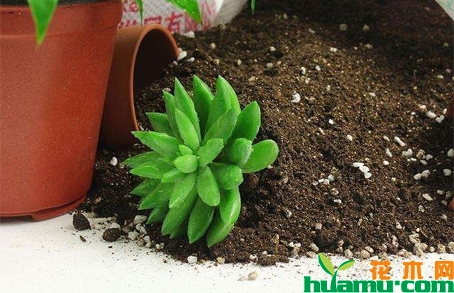 花卉换盆需要注意什么? 花卉换盆需要注意什么?
