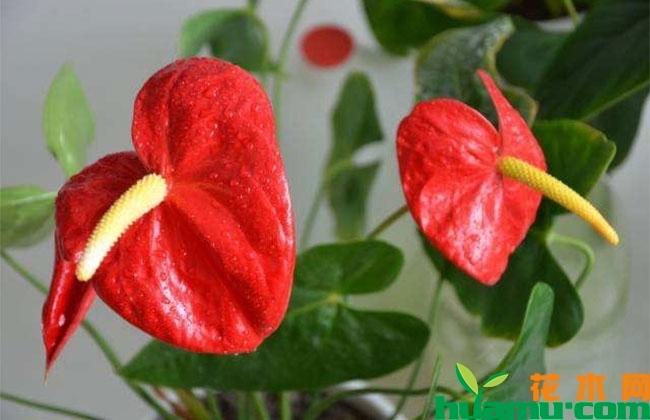 花卉换盆需要注意什么? 花卉换盆需要注意什么?