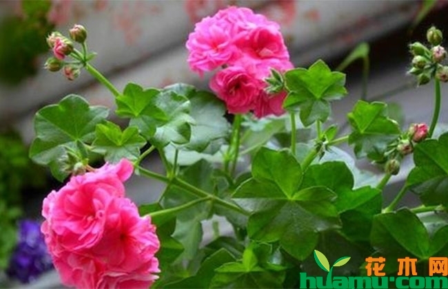 花卉换盆需要注意什么? 花卉换盆需要注意什么?