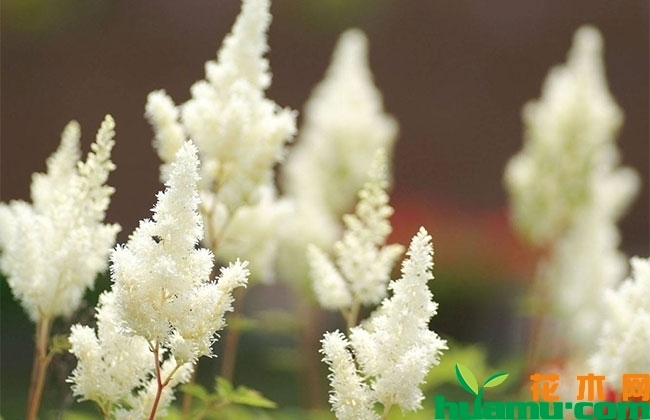 落新妇的花期什么时候?