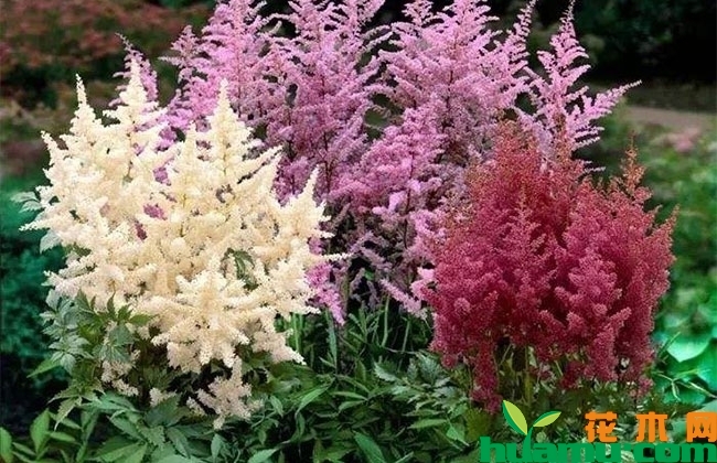 落新妇的花期什么时候? 落新妇的花期什么时候?