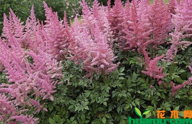 落新妇的花期什么时候? 落新妇的花期什么时候?