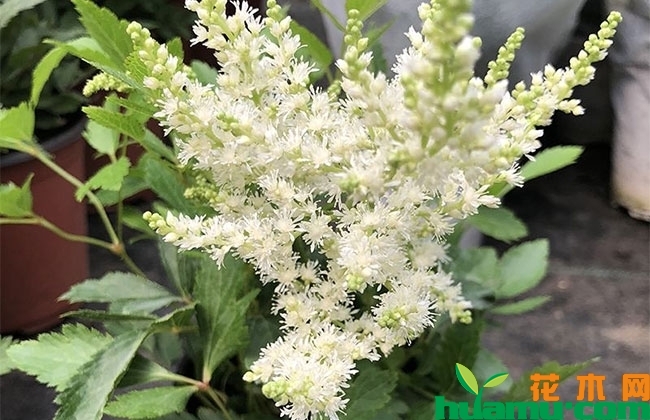 落新妇的花期什么时候? 落新妇的花期什么时候?