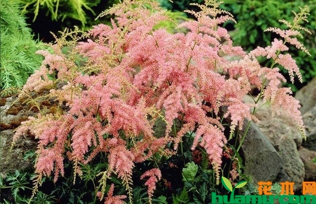 落新妇的花期什么时候? 落新妇的花期什么时候?