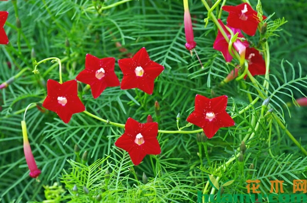 这3种爬藤花不怕高温，夏季开满整个阳台