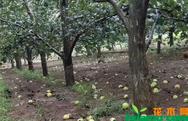 梨树夏季黑星病防治方法 梨树夏季黑星病防治方法