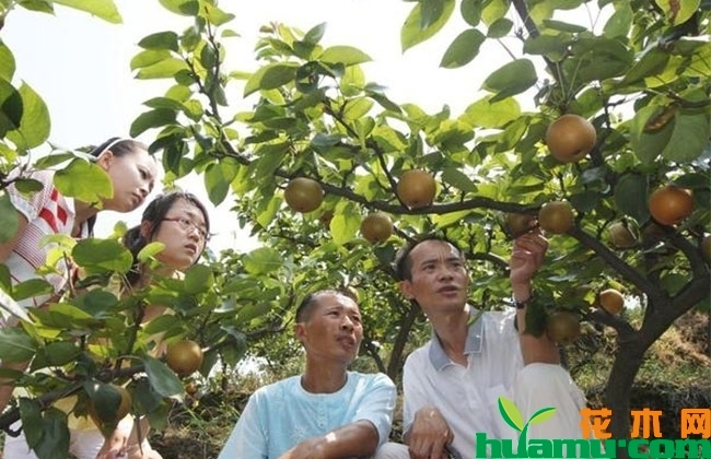 梨树夏季黑星病防治方法 梨树夏季黑星病防治方法