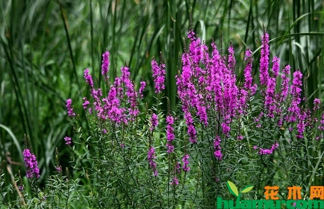 千屈菜病虫害防治 千屈菜病虫害防治