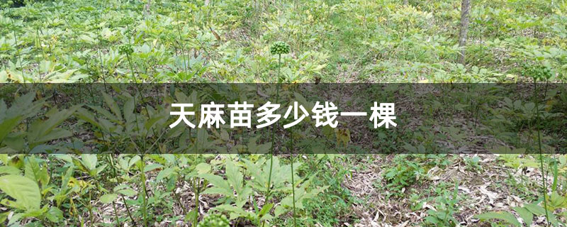 天麻苗多少钱一棵