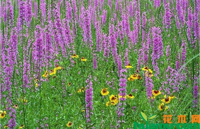 千屈菜病虫害防治 千屈菜病虫害防治