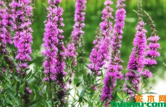 千屈菜病虫害防治 千屈菜病虫害防治