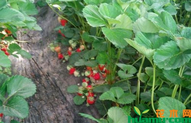 草莓苗早定植就可以早上市吗? 草莓苗早定植就可以早上市吗?