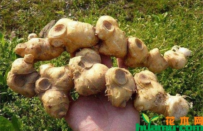 梨树套种黄精种植收益 梨树套种黄精种植收益