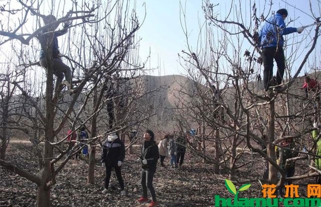 红富士苹果树的修剪技巧 红富士苹果树的修剪技巧