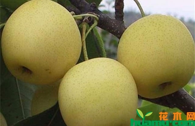梨树套种黄精种植收益 梨树套种黄精种植收益