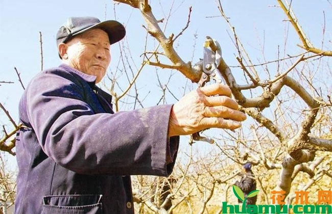 红富士苹果树的修剪技巧 红富士苹果树的修剪技巧
