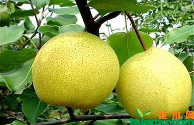 梨树套种黄精种植收益 梨树套种黄精种植收益