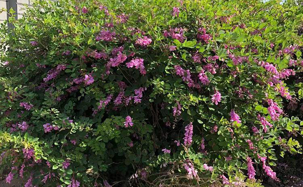 花木蓝