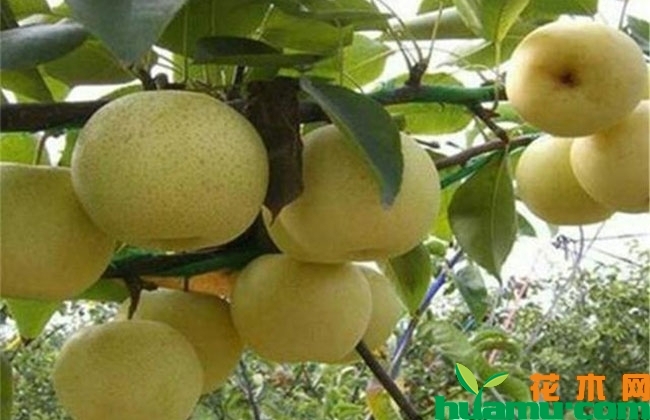 梨树套种黄精种植收益 梨树套种黄精种植收益