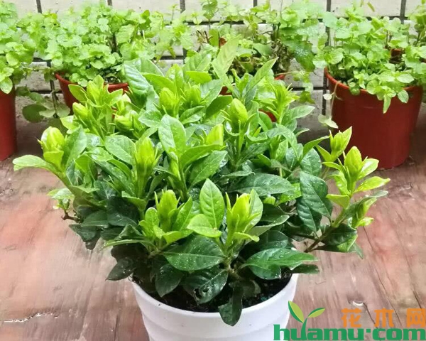 夏天栀子花养护妙招
