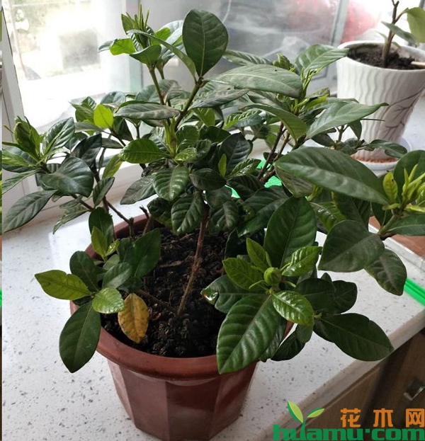 栀子花