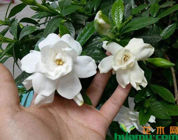 栀子花