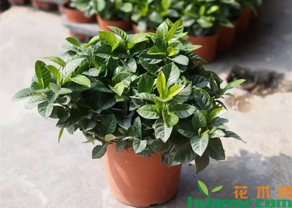 栀子花