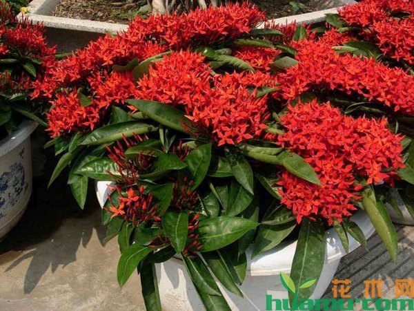 龙船花
