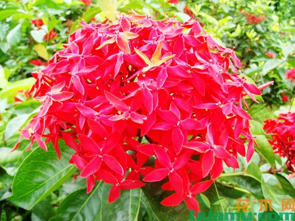 龙船花