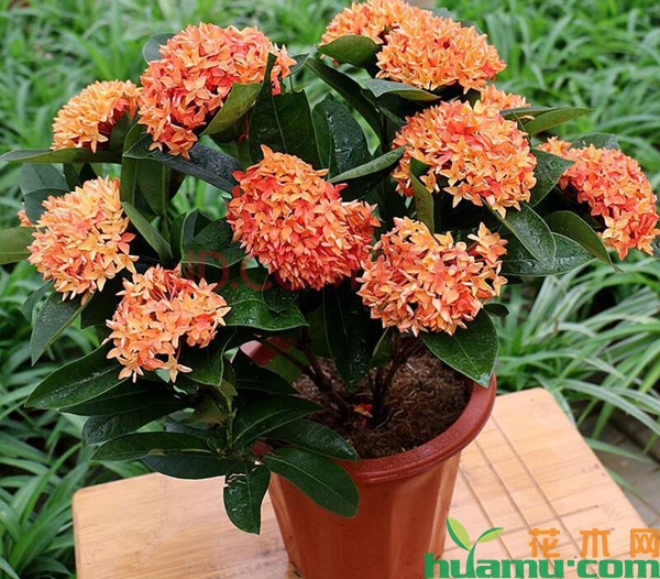 龙船花盆栽