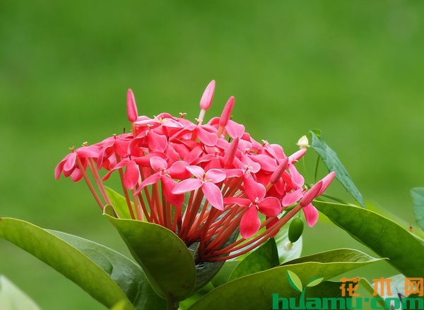 龙船花